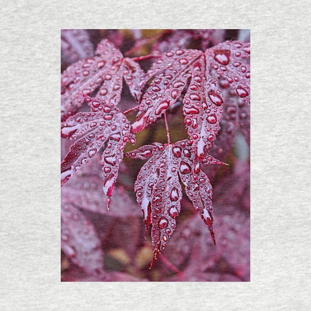 Japanese Acer Palmatum Atropurpurea Shrub by avrilharris